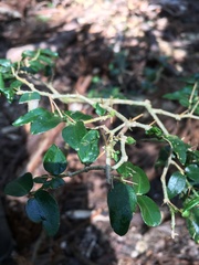 Damnacanthus indicus