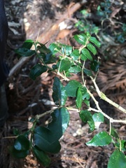 Damnacanthus indicus