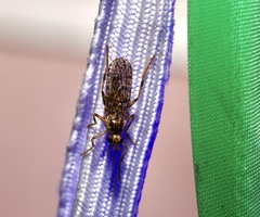 Boreothrinax maculipennis