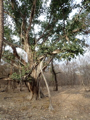 Ficus benghalensis