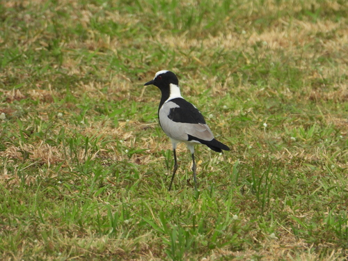 iNaturalist: (c) samuel-peta, some rights reserved (CC BY-NC) iNaturalist image