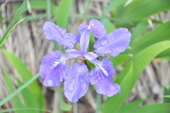 Iris tectorum