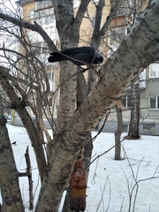 Corvus monedula soemmerringii