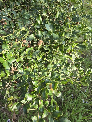 Cassia tomentella observed 2026-03-25