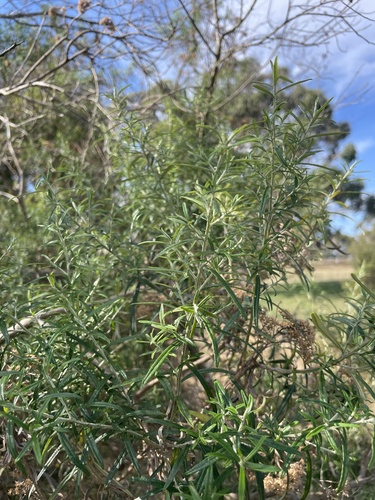 Ozothamnus ferrugineus, photograph 4