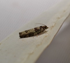 Pseudexentera knudsoni