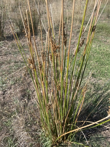 Great Soft-rush (Juncus pallidus)
