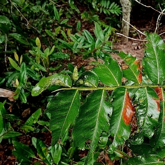 Tonka Bean Tree (Dipteryx alata)