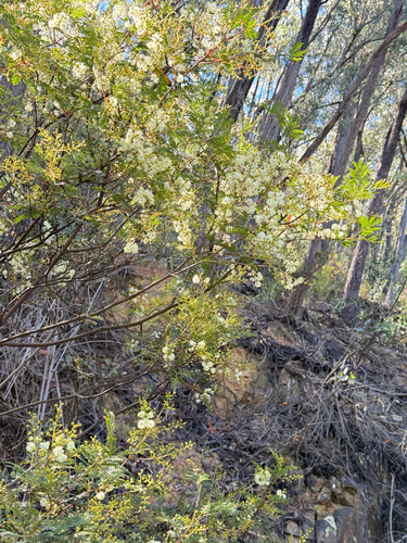 Sunshine Wattle