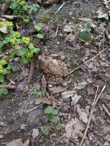 European Common Frog