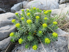 Euphorbia jolkinii