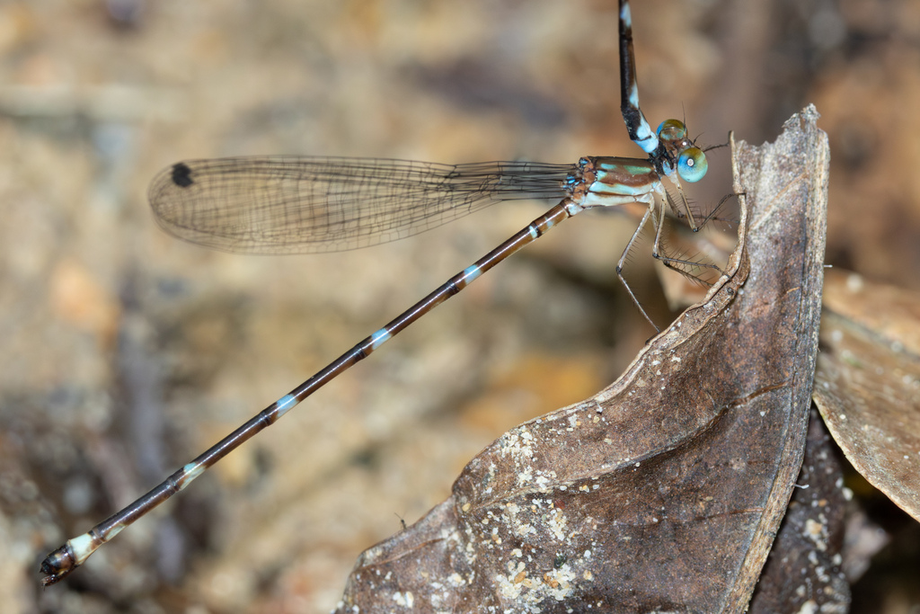 Coeliccia boettcheri