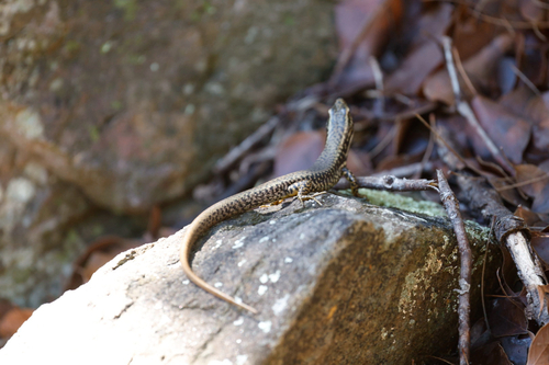 Yellow-bellied Water Skink