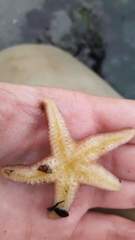 Pisaster brevispinus