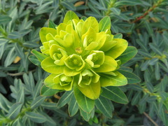 Euphorbia jolkinii