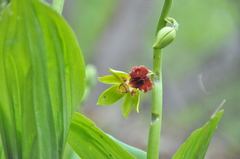 Calanthe tricarinata