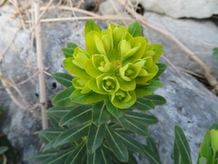 Euphorbia jolkinii