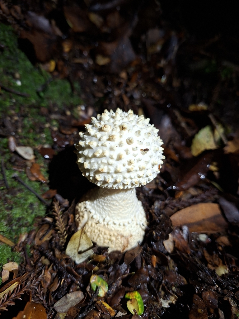 Amanita pareparina · March 2026 · photo: © theylooklikeus (iNaturalist, cc-by)