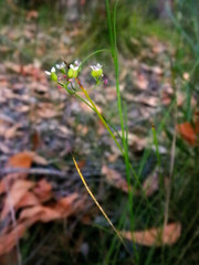 Platysace heterophylla