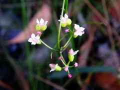 Platysace heterophylla