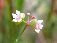 Platysace heterophylla
