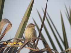 Prinia lepida