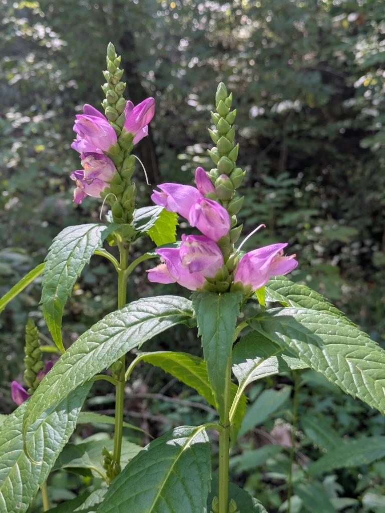 rose turtlehead from Spencer, IN 47460, USA on September 8, 2025 at 02: ...