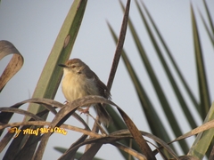 Prinia lepida