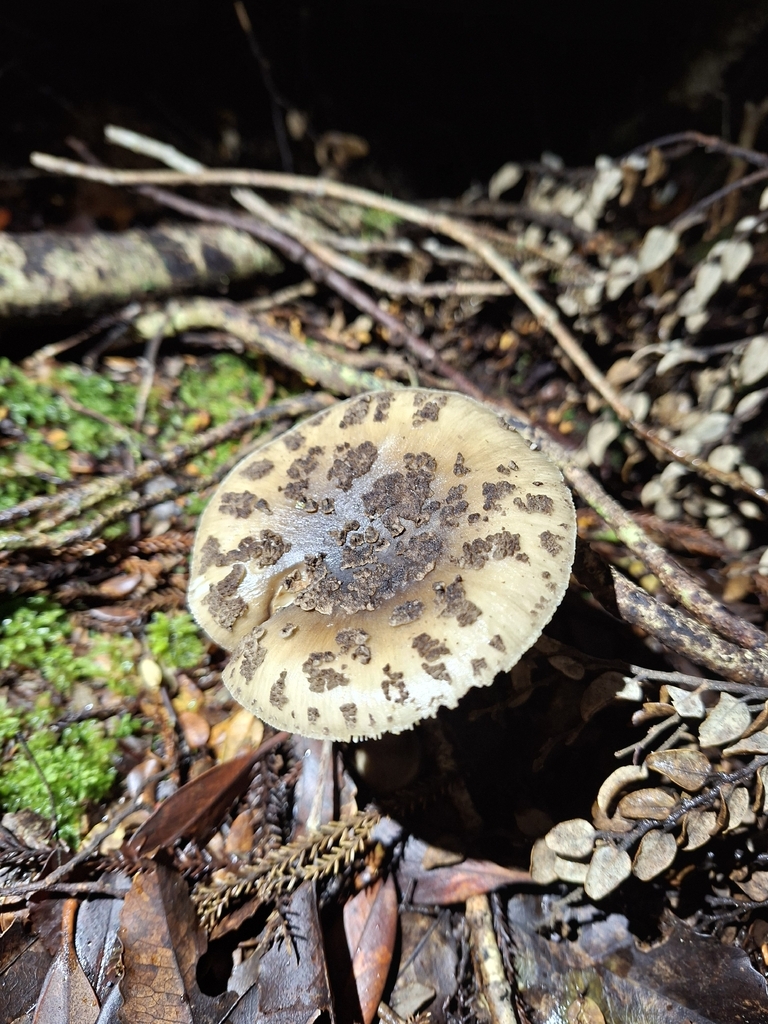 Amanita nothofagi · March 2026 · photo: © theylooklikeus (iNaturalist, cc-by)