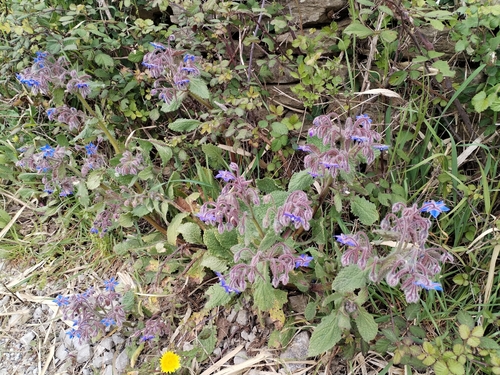 Borago officinalis