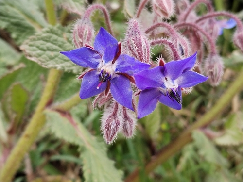 Borago officinalis