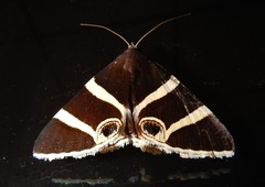 Grammodes ocellata
