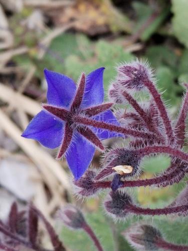 Borago officinalis
