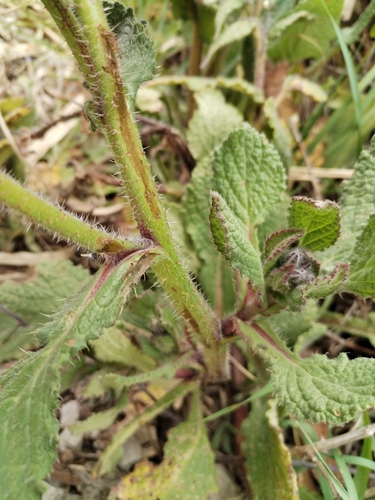 Borago officinalis