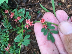 Indigofera linnaei