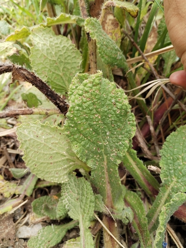 Borago officinalis