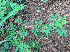Indigofera linnaei