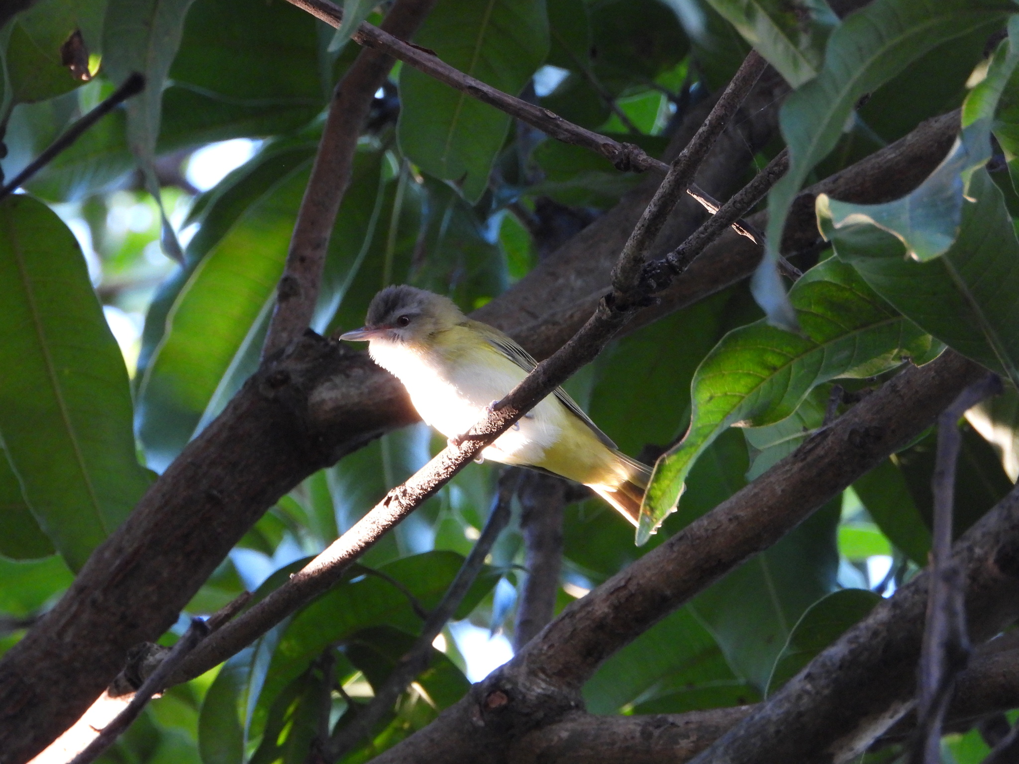 Yellow-green Vireo (Vireo flavoviridis), photo 3