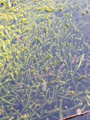 Lagarosiphon major