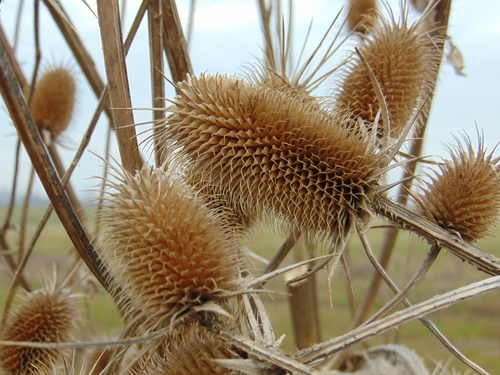 štetka laločnatá (Dipsacus laciniatus)