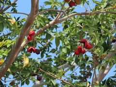 Sterculia foetida