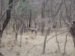 Boselaphus tragocamelus
