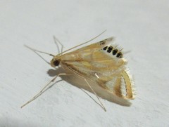Lepidoptera