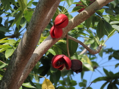 Sterculia foetida