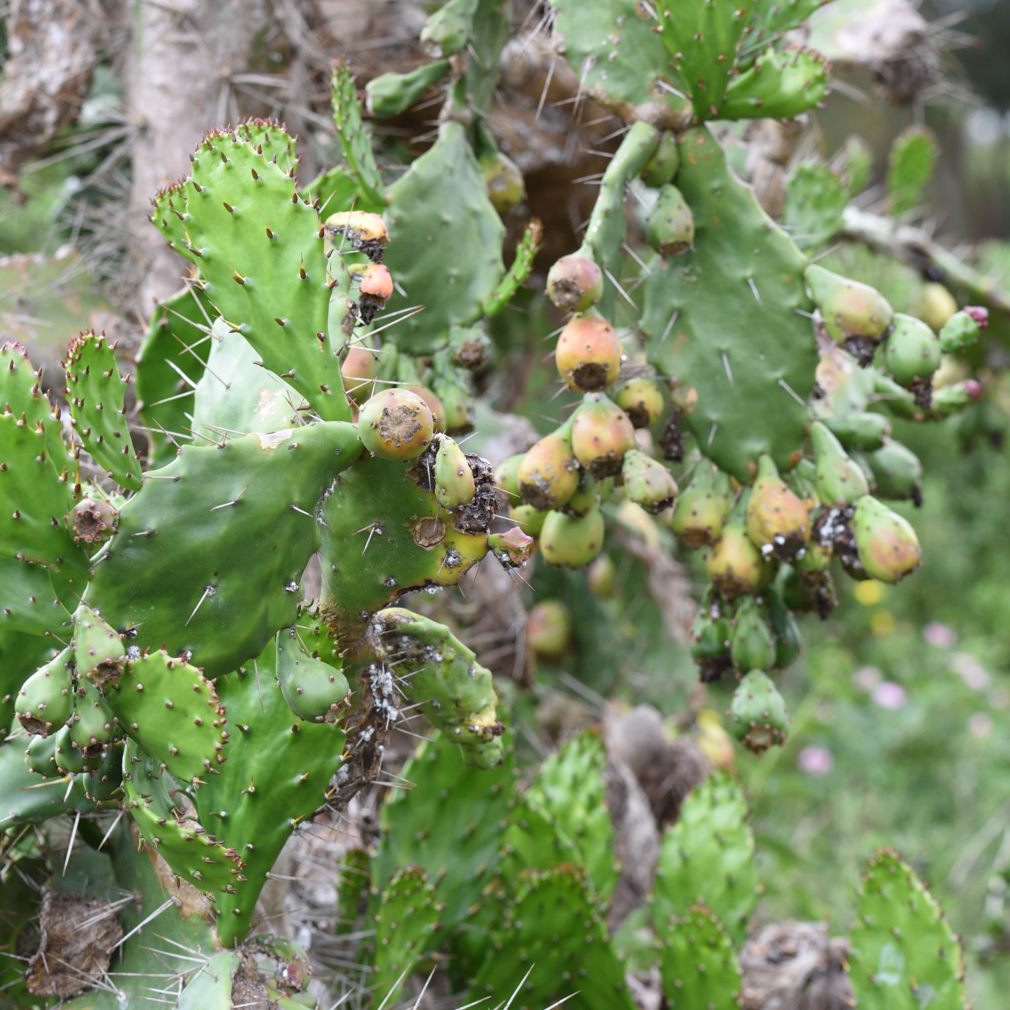 Common Pricklypear (Opuntia monacantha)