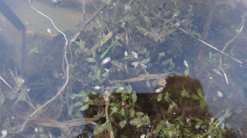Ivy-leaved Duckweed (Lemna trisulca)