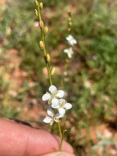 Arabidella trisecta
