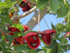 Sterculia foetida