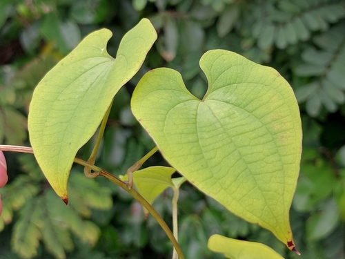 Dioscorea maciba (Dioscorea maciba)