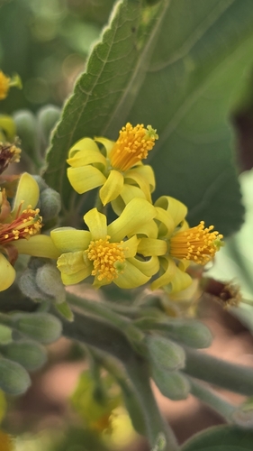 Dhaman (Grewia tiliifolia)